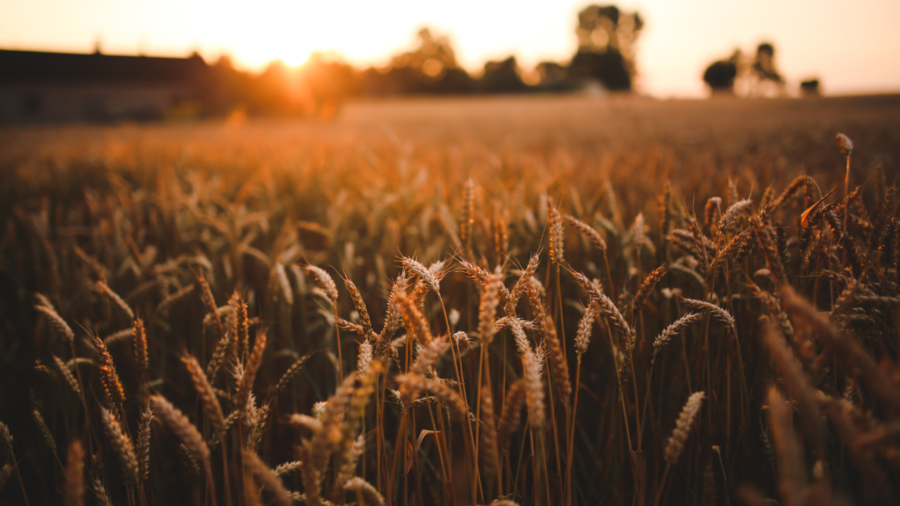 Nordic Edge Agritech Cluster Joins EIT Food and AgriFoodTech Norway: Unlocking New Opportunities for Innovation and Growth